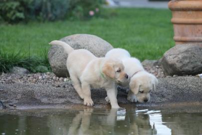 Wundersch�ne Labrador Retriever Welpen