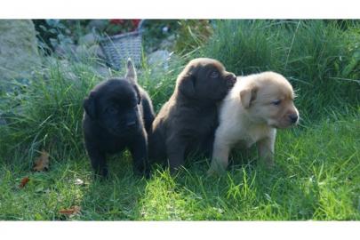 Wundersch�ne Labrador Retriever Welpen