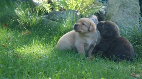 Wundersch�ne Labrador Retriever Welpen