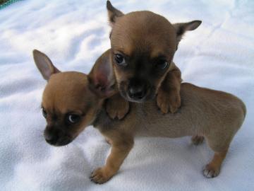 CHIHUAHUA-Welpen, R�den&H�ndinnen,mit Ah