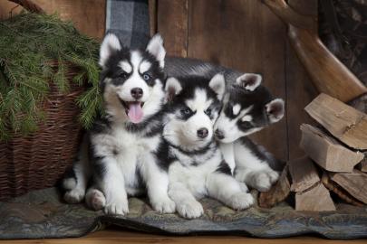 Reinrasse Siberian Husky Welpen