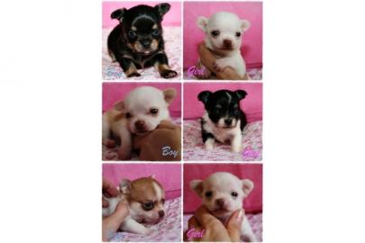 Sch�ne Chihuahua Welpen