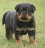 Rottweiler Welpen aus ADRK / VDH Zucht A