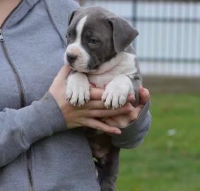 Amstaff Welpen suchen ein liebevolles #