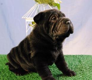Shar Pei Welpen