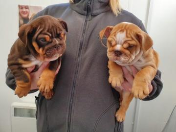Wundersch�ne englische Bullenhunde mit W