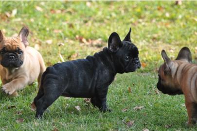 Franz. Bulldoggen Welpen choco linie