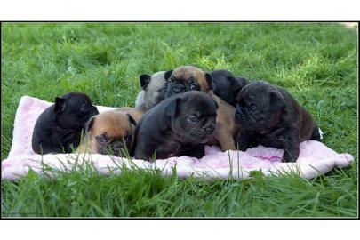 Franz. Bulldoggen Welpen choco linie