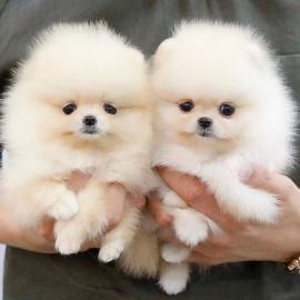 MINI-Pomeranian Welpen mit Papieren