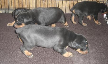 Dobermannwelpen Wurf vom 15. 09. 2017