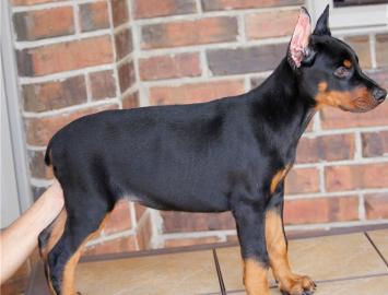 Dobermannwelpen Wurf vom 15. 09. 2017