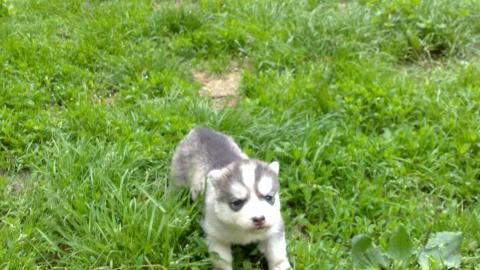 Verkaufe Husky Welpe