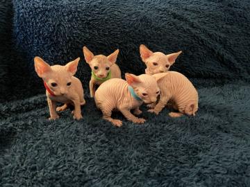 Sphynx Katzen mit Stammbaum