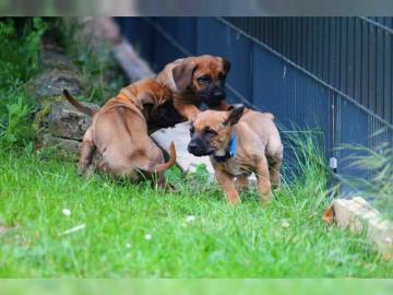Rhodesian Ridgeback Welpen mit Papieren