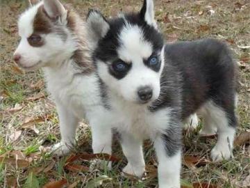 SIBERIAN HUSKY Welpen