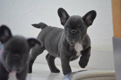 Franz�siche Bulldoggen welpen