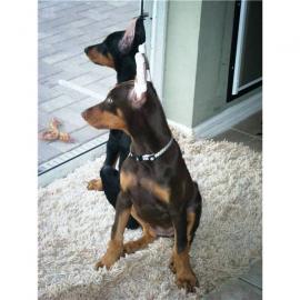 Dobermann Welpen zu verkaufen