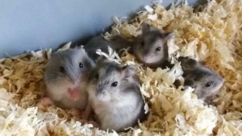 Hamster Weibchen