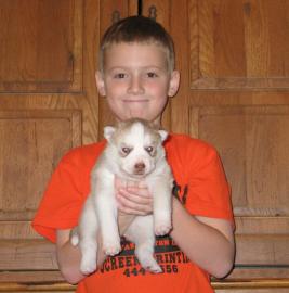 Reinrassige Siberian Husky Welpen