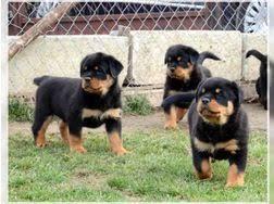 Kr�ftige Rottweiler Welpen abzugeben