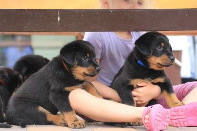 Beauceron Welpen (H�ndinnen) mit Papiere