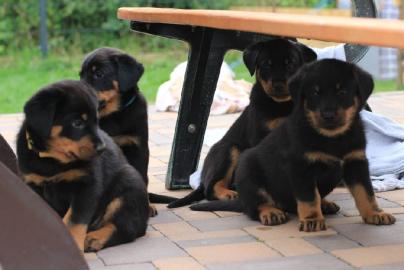 Beauceron Welpen (H�ndinnen) mit Papiere