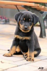 Beauceron Welpen (H�ndinnen) mit Papiere