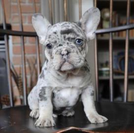 Sch?ne franz?sische Bulldogge ((Kiste, E