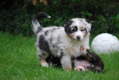 Australian Shepherd Welpen mit ASCA-Pap