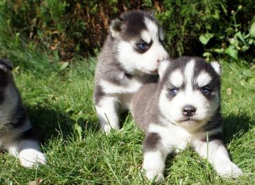 s�� Huskywelpen zu verkaufen