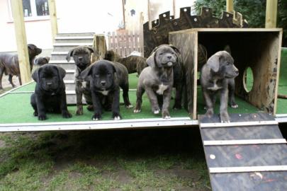 sehr sch�ne Dogo Canario Welpen