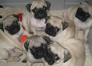 3 Mops Welpen 100% Kennel Club registrie