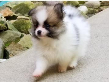 Pomeranian puppy