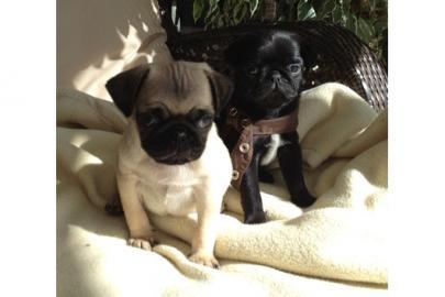 Mops Welpen suchen ihr neues Zuhause