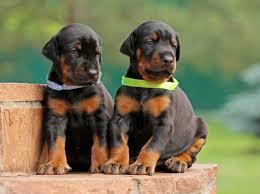 Dobermann Welpen verf?gbar