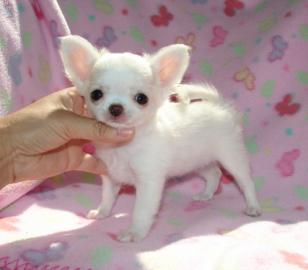 Mini Chihuahua Welpen