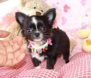 Mini Chihuahua Welpen