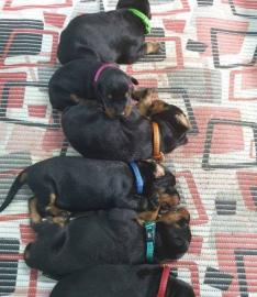Sch�ne Dobermann Welpen