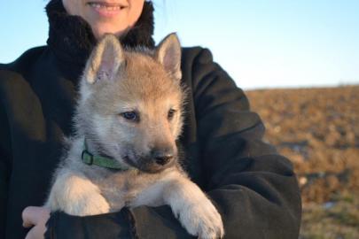 Welpen Tschechoslowakischer Wolfshund