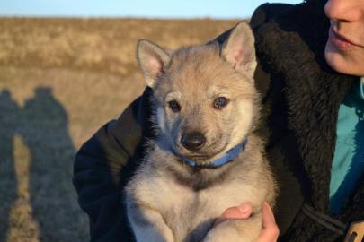 Welpen Tschechoslowakischer Wolfshund