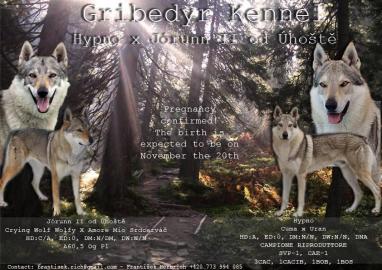 Welpen Tschechoslowakischer Wolfshund