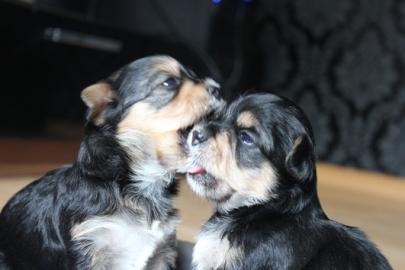 CHIHUAHUA-Welpen, R�den&H�ndinnen,mit Ah