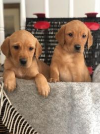 S??e Labrador Retriever Welpen erh?ltlic