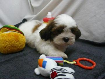 Shih Tzu Welpen