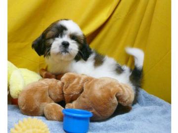 Shih Tzu Welpen