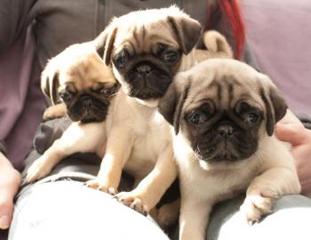 Mops Welpen m?nnlich & weiblich