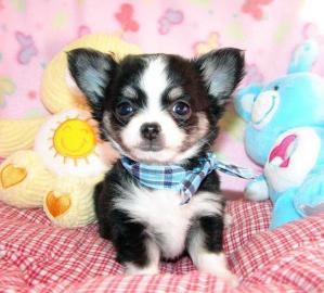 Mini Chihuahua Babys fur 165 euro in (La