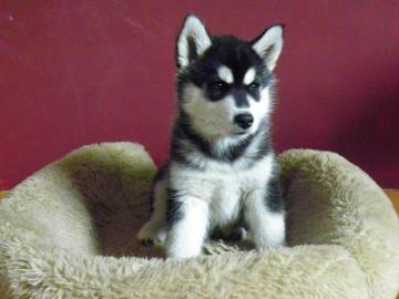 Reinrassige Siberian Husky Blaue Augen