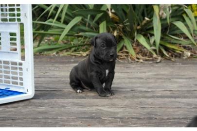 APBT Welpen( Pitbull Welpen)