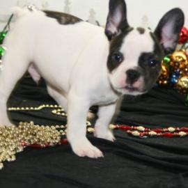 bewundernswerte franz�sisch Bulldogge We